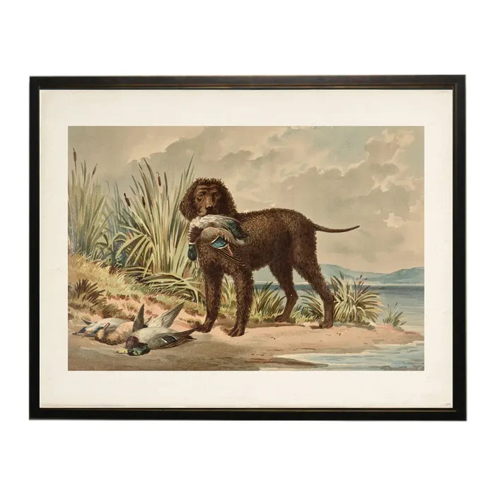 Curly Coated Retriever with Ducks Framed Print 16x12