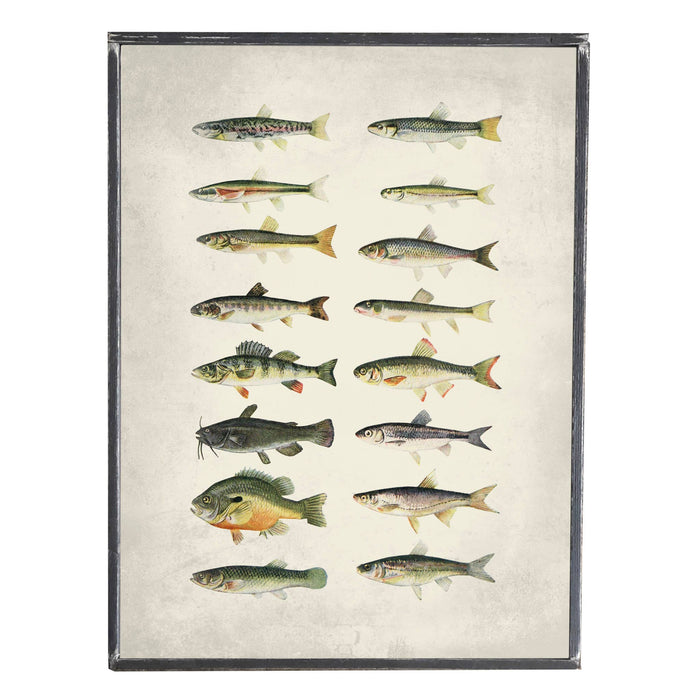 Fish