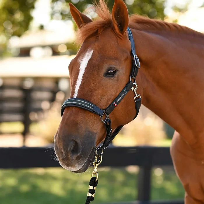 Lennox Leather Halter