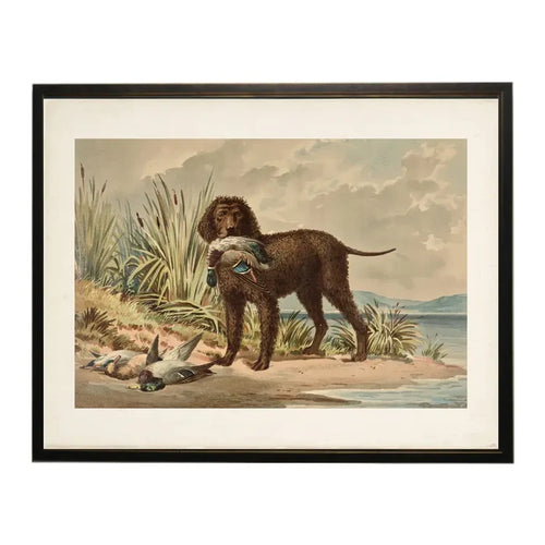 Curly Coated Retriever with Ducks Framed Print 16x12