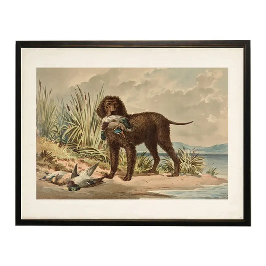 Curly Coated Retriever with Ducks Framed Print 16x12