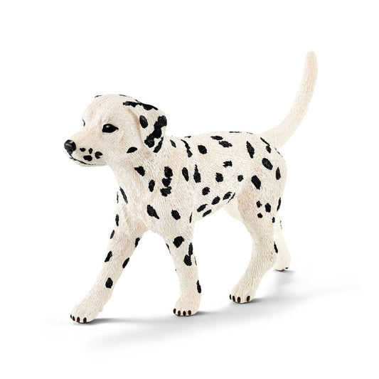 Dalmatian, male