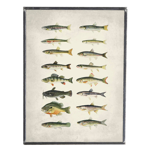 Fish
