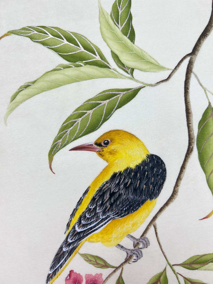Golden Oriole Embellished Art Print - Diane Hill