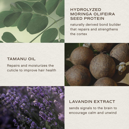 A four-panel informational graphic with text callouts about ingredients: hydrolyzed moringa olive seed protein, tanu oil, lavenderin extract, and purple lavender flowers. The layout uses green leaf imagery, brown root vegetables, and purple flowers on a light textured background.