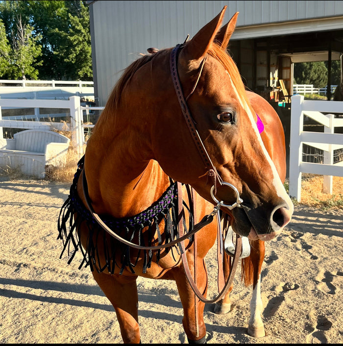 Mule tape horse tripping collar black with purple lacing