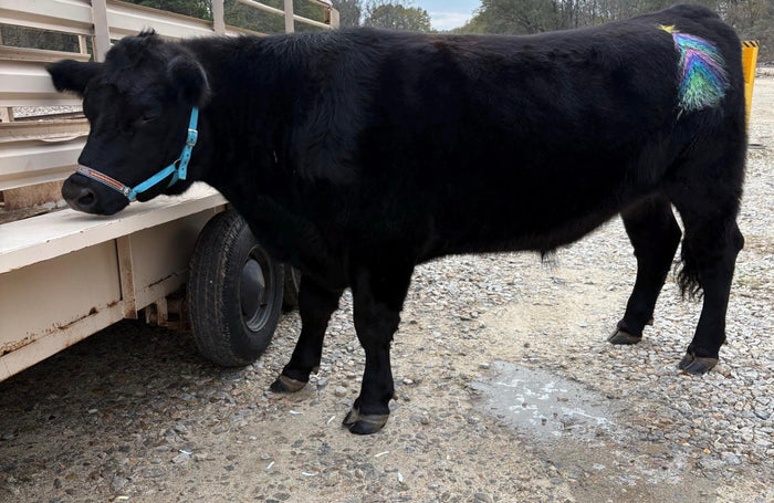 Personalized blue Nylon cow halter all sizes.