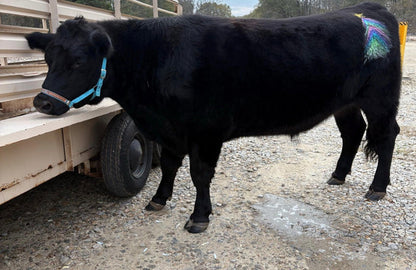 Personalized blue Nylon cow halter all sizes.