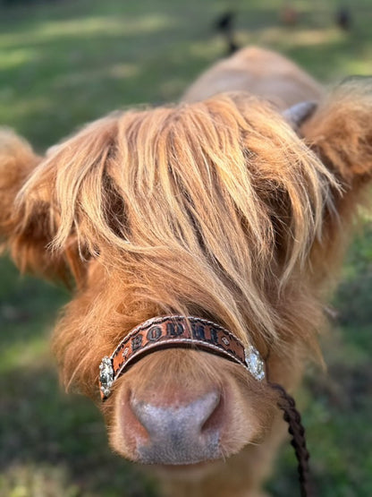 Personalized COW halter small mini cow or calf in brown