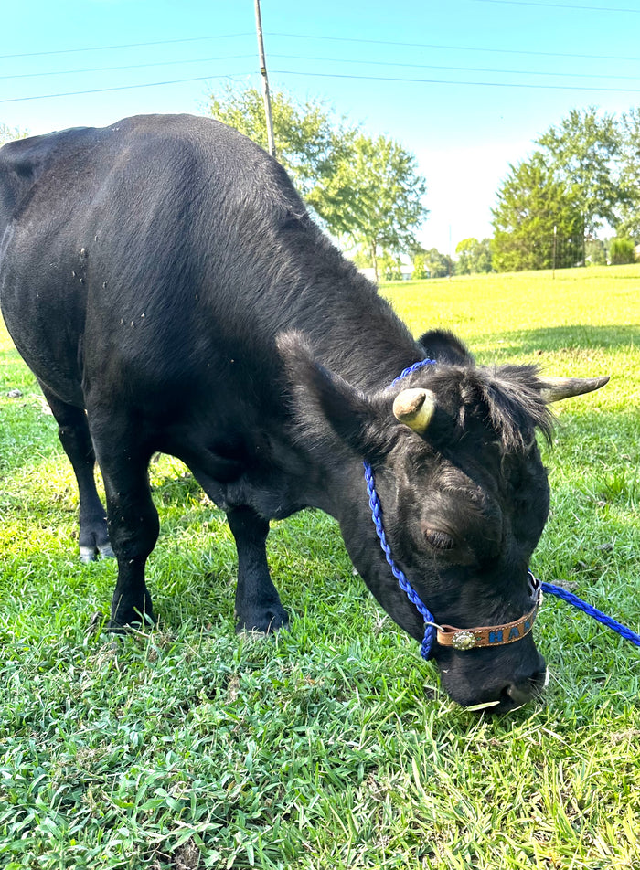 Personalized COW  halter small mini cow or large cow - Tiffanys Braided Tack LLC