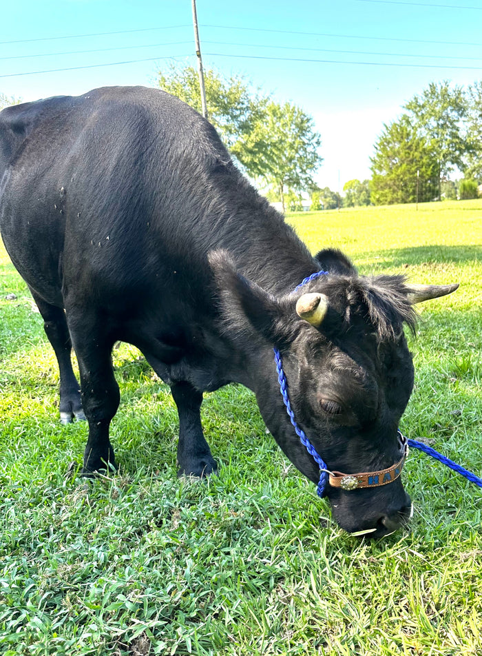 Regular size cow halter 36 colors available