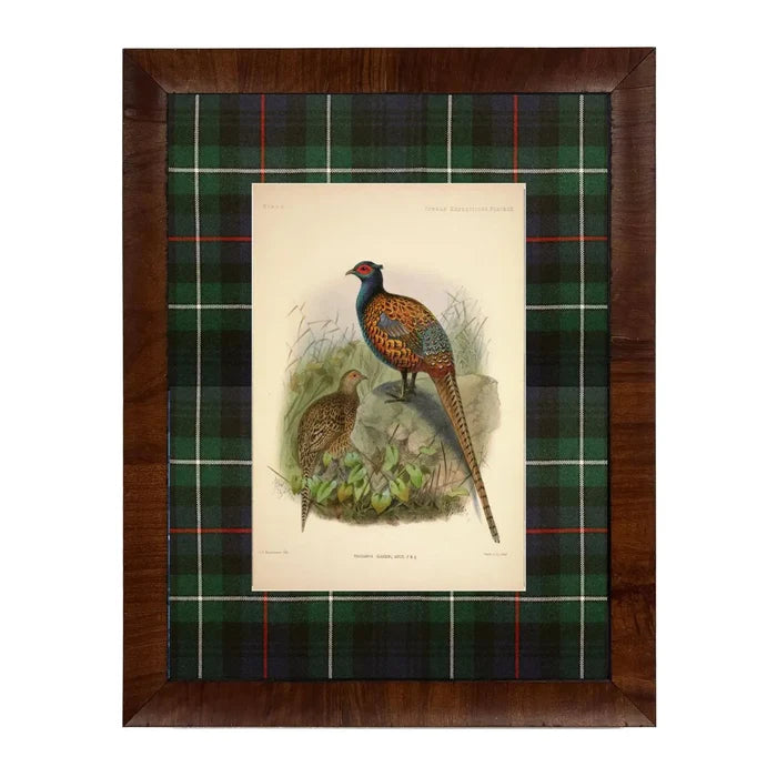 Vintage Pheasant Painting Matted in Navy and Green Tartan 8x10