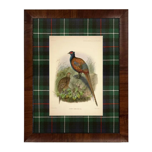 Vintage Pheasant Painting Matted in Navy and Green Tartan 8x10